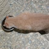 Photo de chat trouvé à Saint Sulpice La Pointe