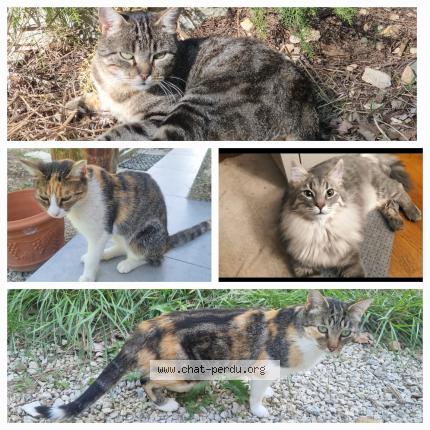 Photo 1/1 Quatre chats Chat perdu à Barjac