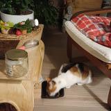 Photo de chat trouvé à Nantes