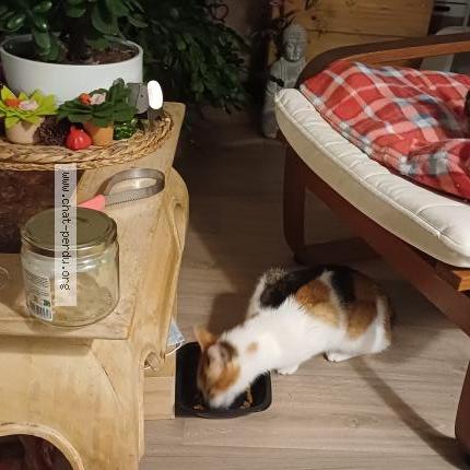 Photo 1/1 Chat trouvé Trouvé à Nantes