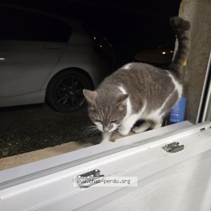 Photo 1/1 Chat trouvé Trouvé à Lissay lochy