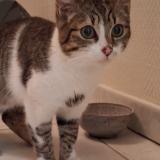 Photo de chat trouvé à Saint Savinien