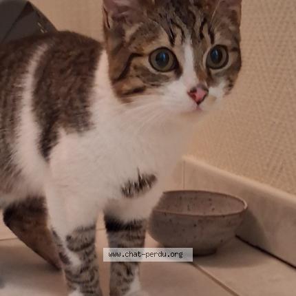 Photo 1/1 Chat trouvé Trouvé à Saint savinien