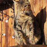 Photo de chat perdu à Blonay