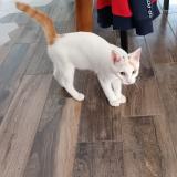 Photo de chat perdu à Donges