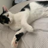 Photo de chat perdu à Crouy