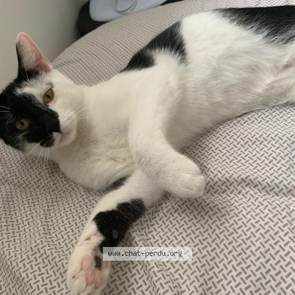 Photo 1/1 Oreo Chat perdu à Crouy