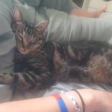 Photo de chat perdu à Paris 15