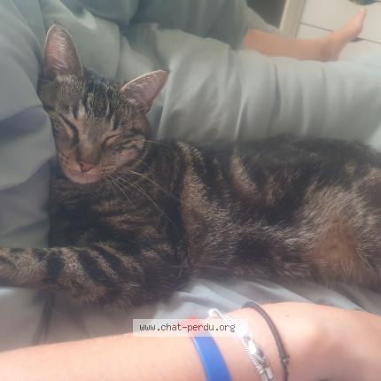 Photo 1/1 Speedy Chat perdu à Paris 15