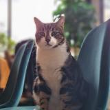 Photo de chat perdu à Levis St Nom