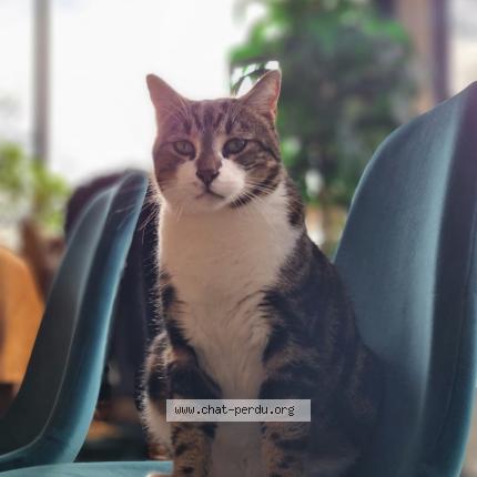 Photo 1/2 Soju Chat perdu à Levis st nom