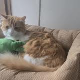 Photo de chat perdu à Boulogne Billancourt