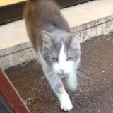 Photo de chat trouvé à Forges Les Eaux