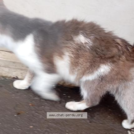 Photo 2/3 Chat trouvé Trouvé à Forges les eaux