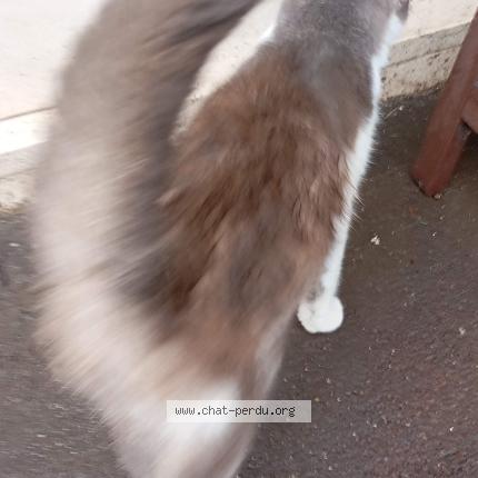 Photo 3/3 Chat trouvé Trouvé à Forges les eaux