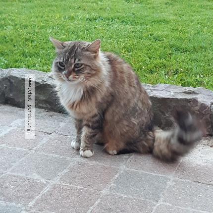 Photo 1/1 Nala Chat perdu à Criquetot l esneval