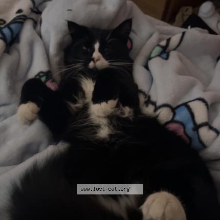 Photo 1/1 Milo Chat perdu à Duncan bc