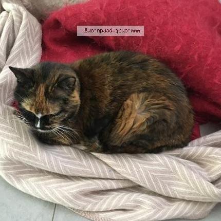 Photo 1/1 Nana Chat perdu à La baule