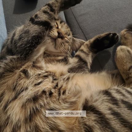 Photo 1/1 Figaro Chat perdu à Retiers