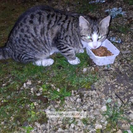 Photo 1/1 Chat retrouvé Trouvé à Courbouzon