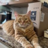 Photo de chat perdu à New Berlin