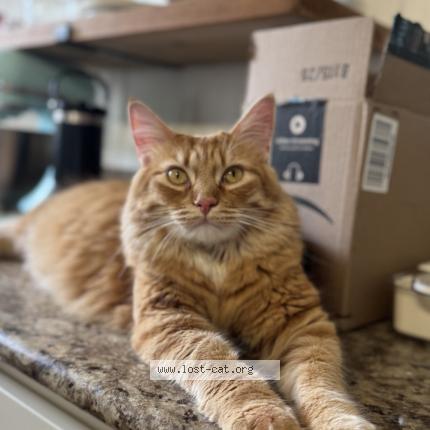 Photo 1/2 Apollo Chat perdu à New berlin