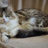 Photo de chat perdu à Morlaas