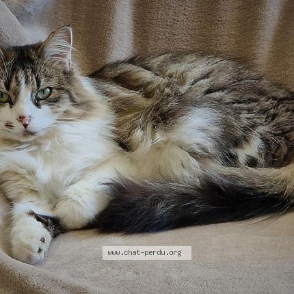 Photo 1/1 Sushi Chat perdu à Morlaas