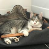 Photo de chat perdu à Montauville