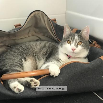 Photo 1/1 Oreo Chat perdu à Montauville