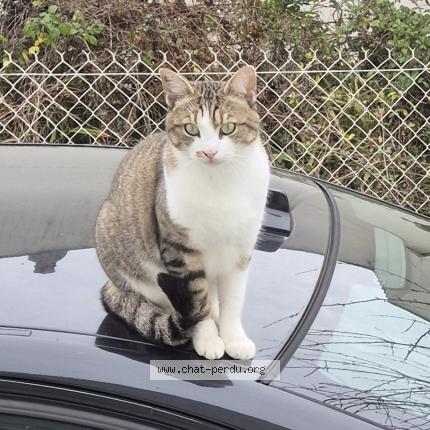 Photo 1/1 Chat retrouvé Perdu à Saintes