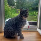 Photo de chat perdu à Malzeville