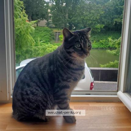 Photo 1/1 Chat retrouvé Perdu à Malzeville