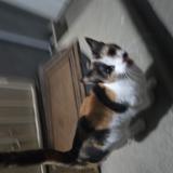 Photo de chat trouvé à Covina