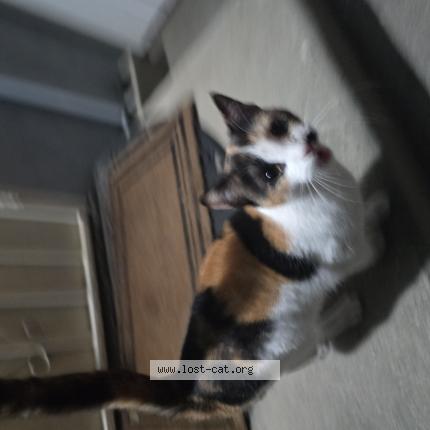 Photo 1/1 Chat trouvé Trouvé à Covina