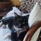 Photo de chat perdu à Montpellier