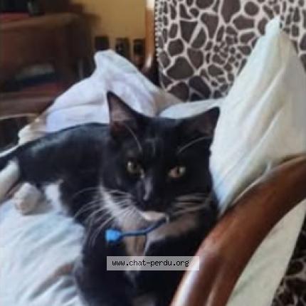 Photo 1/1 Arty Chat perdu à Montpellier