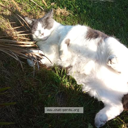 Photo 1/1 Pompon Chat perdu à Villeneuve sur bellot