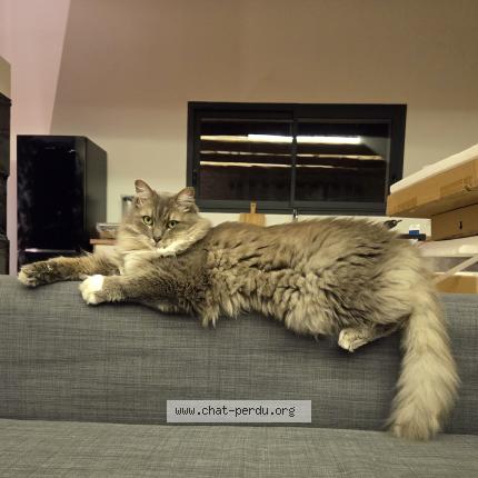 Photo 1/1 Drogo Chat perdu à Cavaillon les vigneres