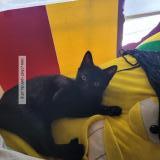 Photo de chat perdu à Rosemont