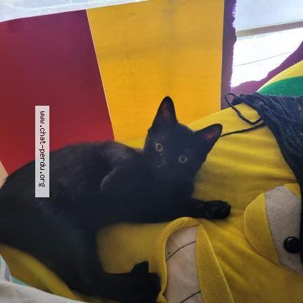 Photo 1/1 Lost Chat perdu à Rosemont