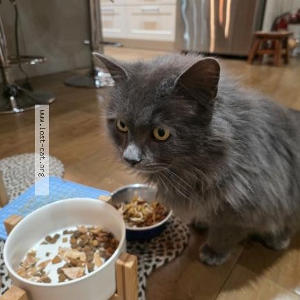 Photo 1/1 Chat retrouvé Trouvé à Montreal