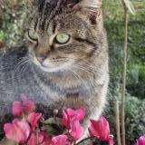 Photo de chat trouvé à La Maurie Saint Brice