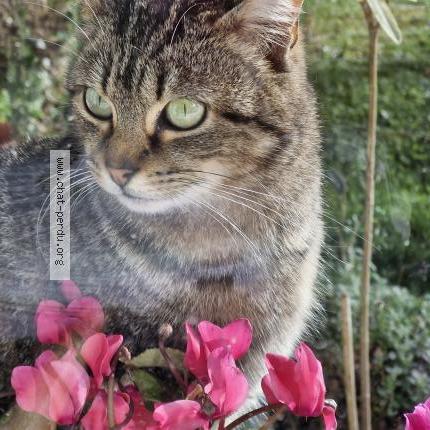 Photo 1/1 Chat trouvé Trouvé à La maurie saint brice