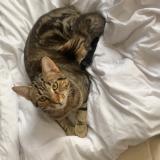 Photo de chat perdu à Oberhoffen Sur Moder