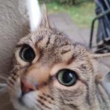 Photo de chat trouvé à Saint Maur Des Fosses