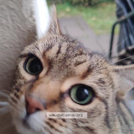 Photo 1/1 Chat trouvé Trouvé à Saint maur des fosses