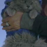 Photo de chat perdu à Helendale