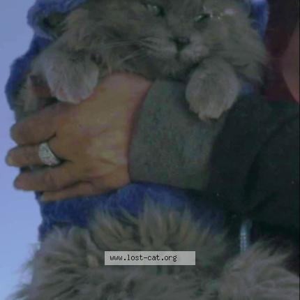 Photo 1/1 Lil' Man Chat perdu à Helendale