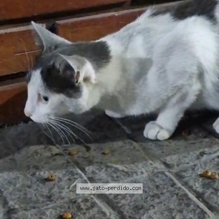 Photo 1/1 Chat trouvé Trouvé à La lucila vicente lopez